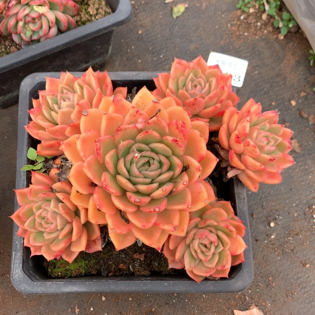 泥*6103不包掉头整散特价处理不售后