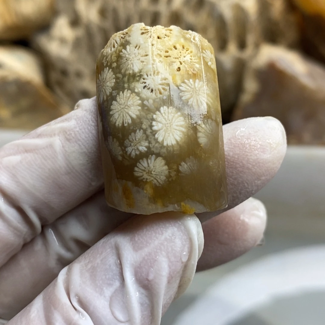 【闪购商品】硅化玉珊瑚玉未镶嵌