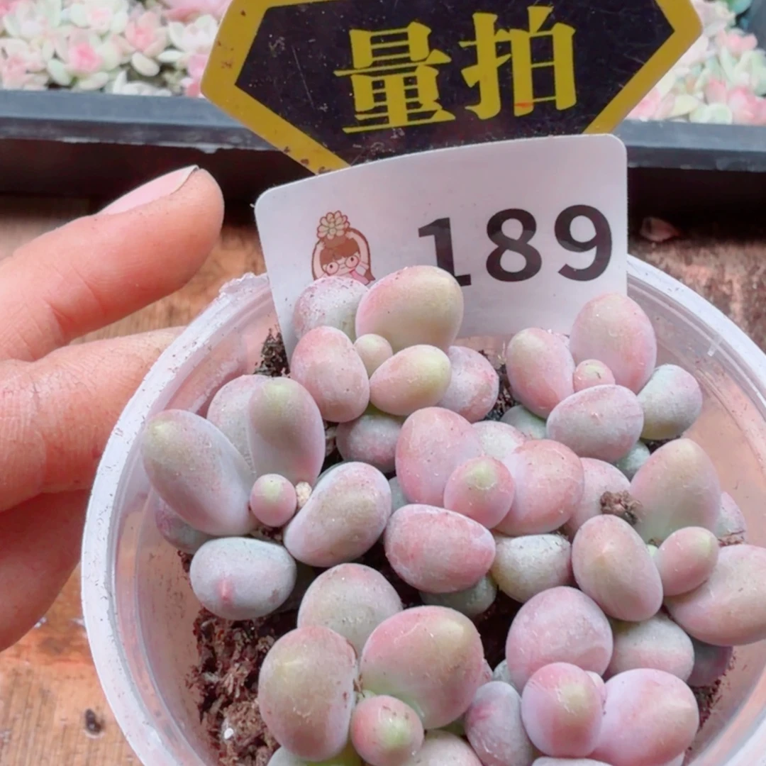 多肉植物多肉植物