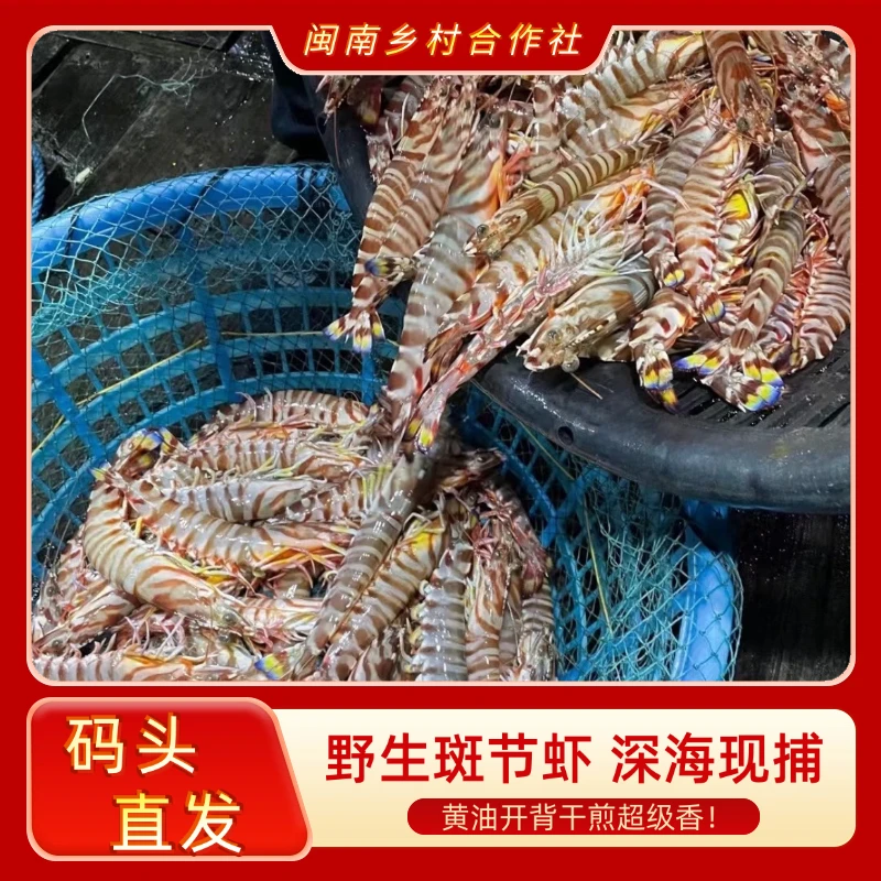 【码头价】本港野生斑节虾深海现捕 4-6条/盒 XX 20公分左右 斤