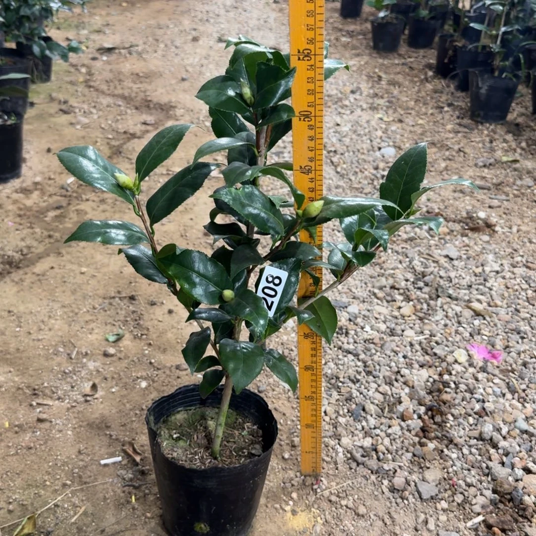 少量花朵（建议范围：2朵-5朵 或40%以下）208黄绣球