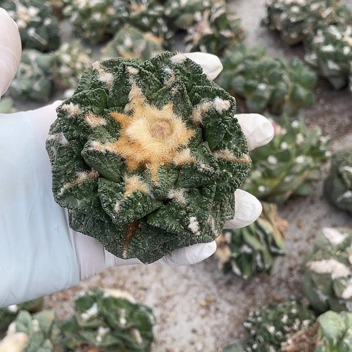 自根辛顿特价不退换