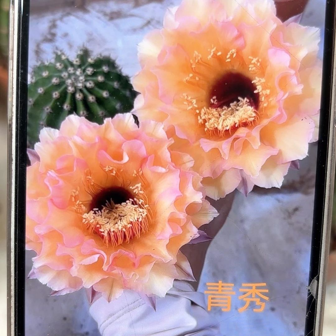 彩草青秀6.5公分左右