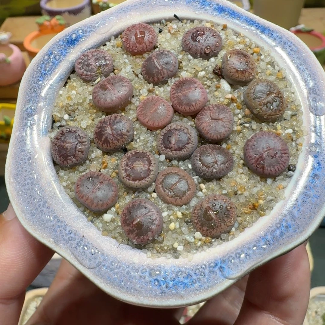 蘑菇1016日轮多肉植物