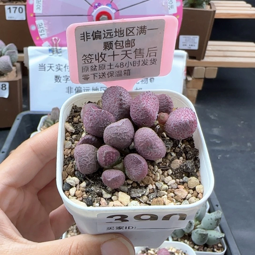 390夏娃多肉植物