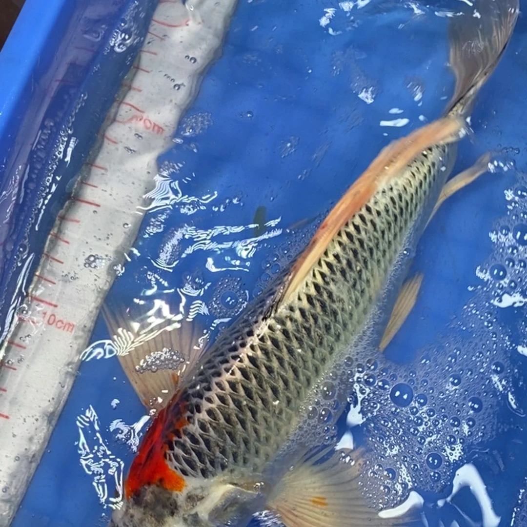 锦鲤冷水锦鲤包邮
