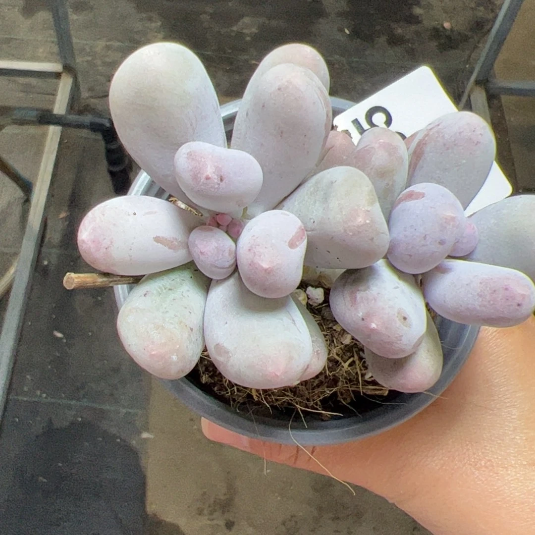 185 满38包邮一物一拍