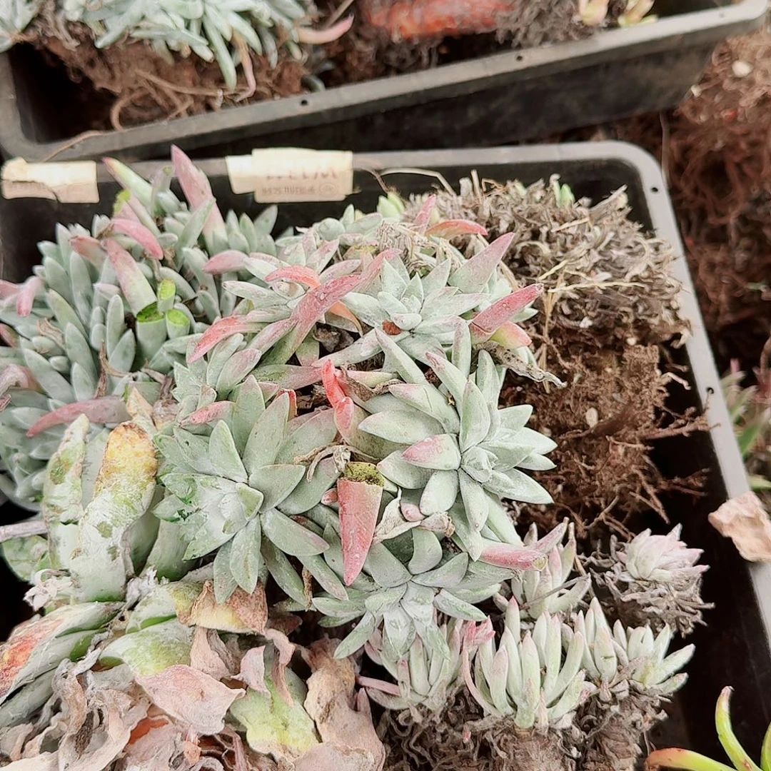 9678瑕疵框拍不售后