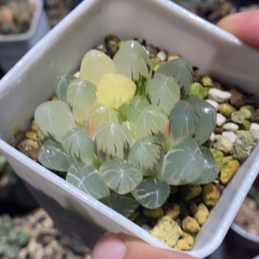 一颗实生玉露锦 开播福利