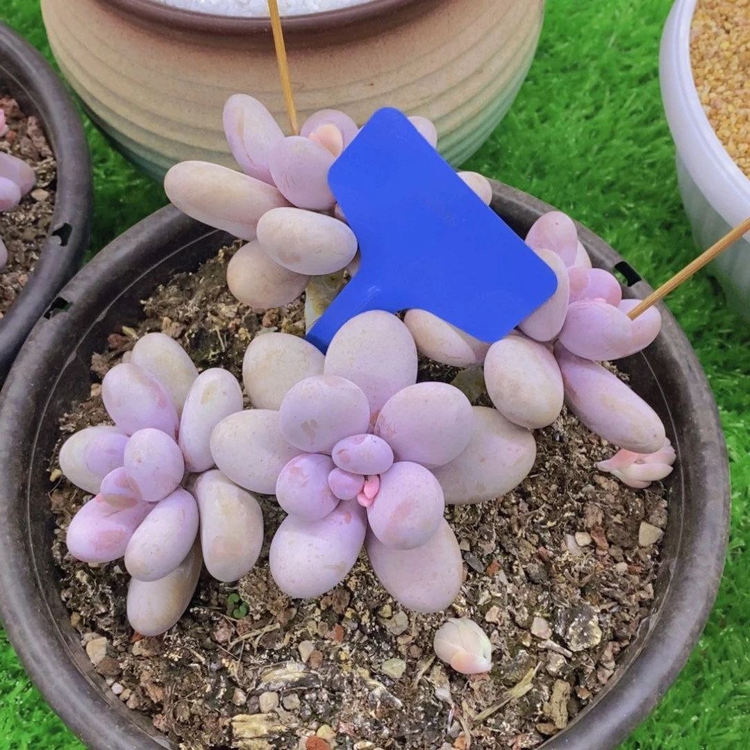 K**i开心多肉植物多肉