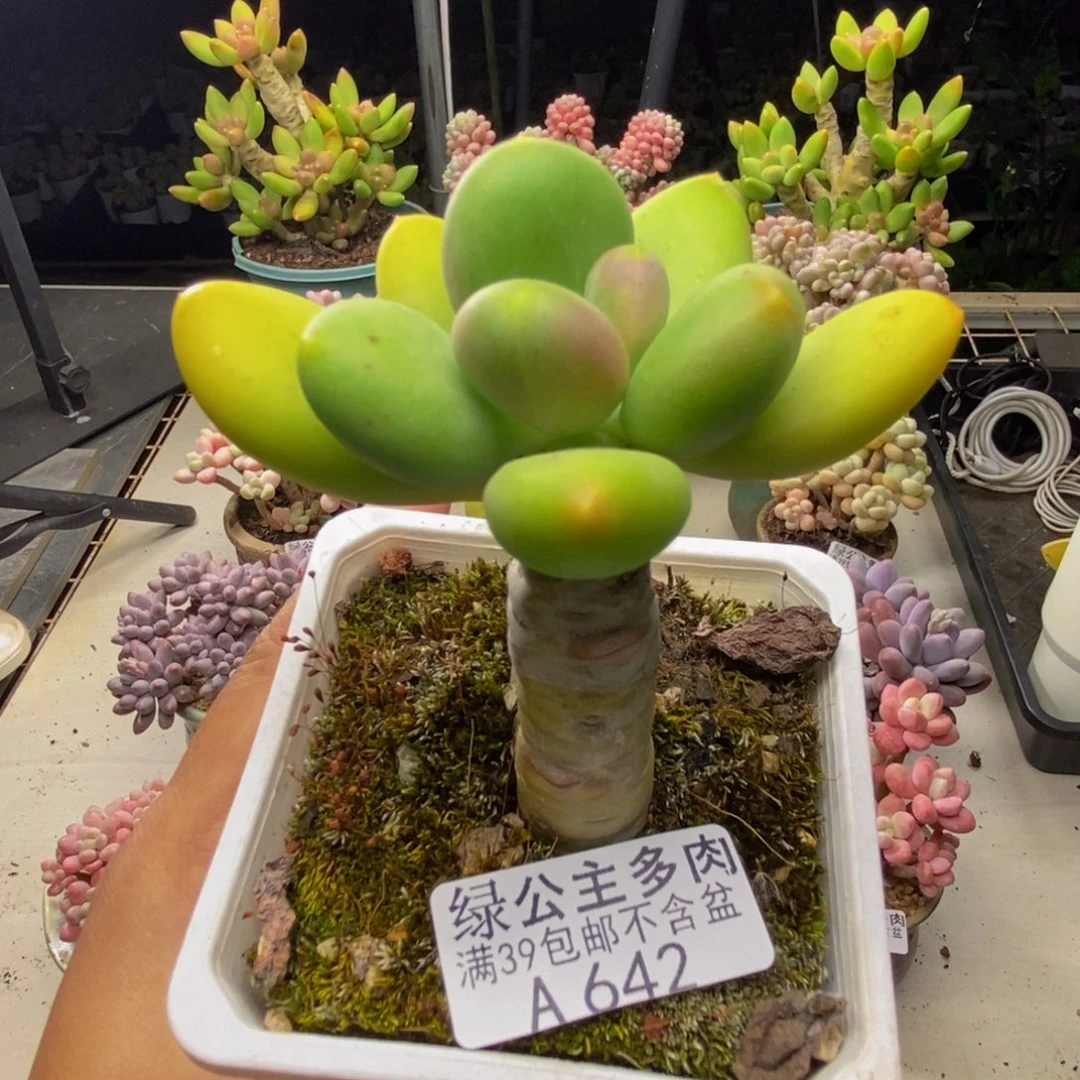 642芒果奶多肉5c m