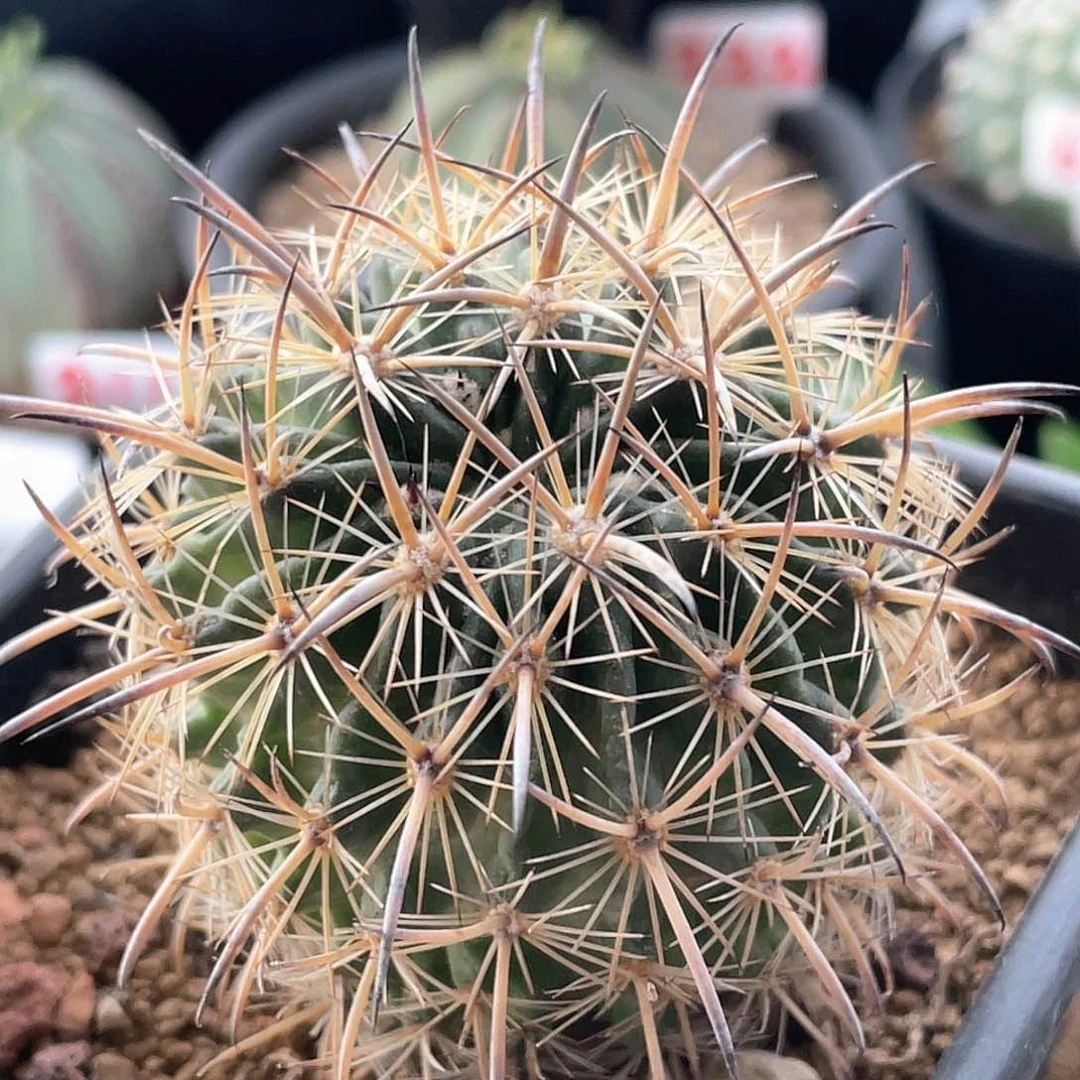 狂刺虎爪玉的仙人球