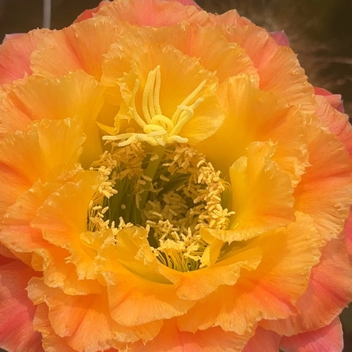 清清大满贯加强侧牙瑕疵歪有黑点