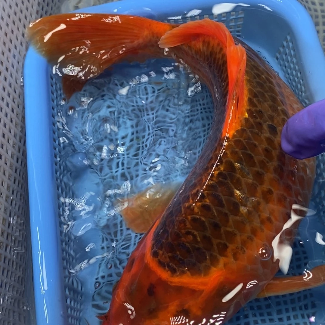 锦鲤冷水锦鲤包邮