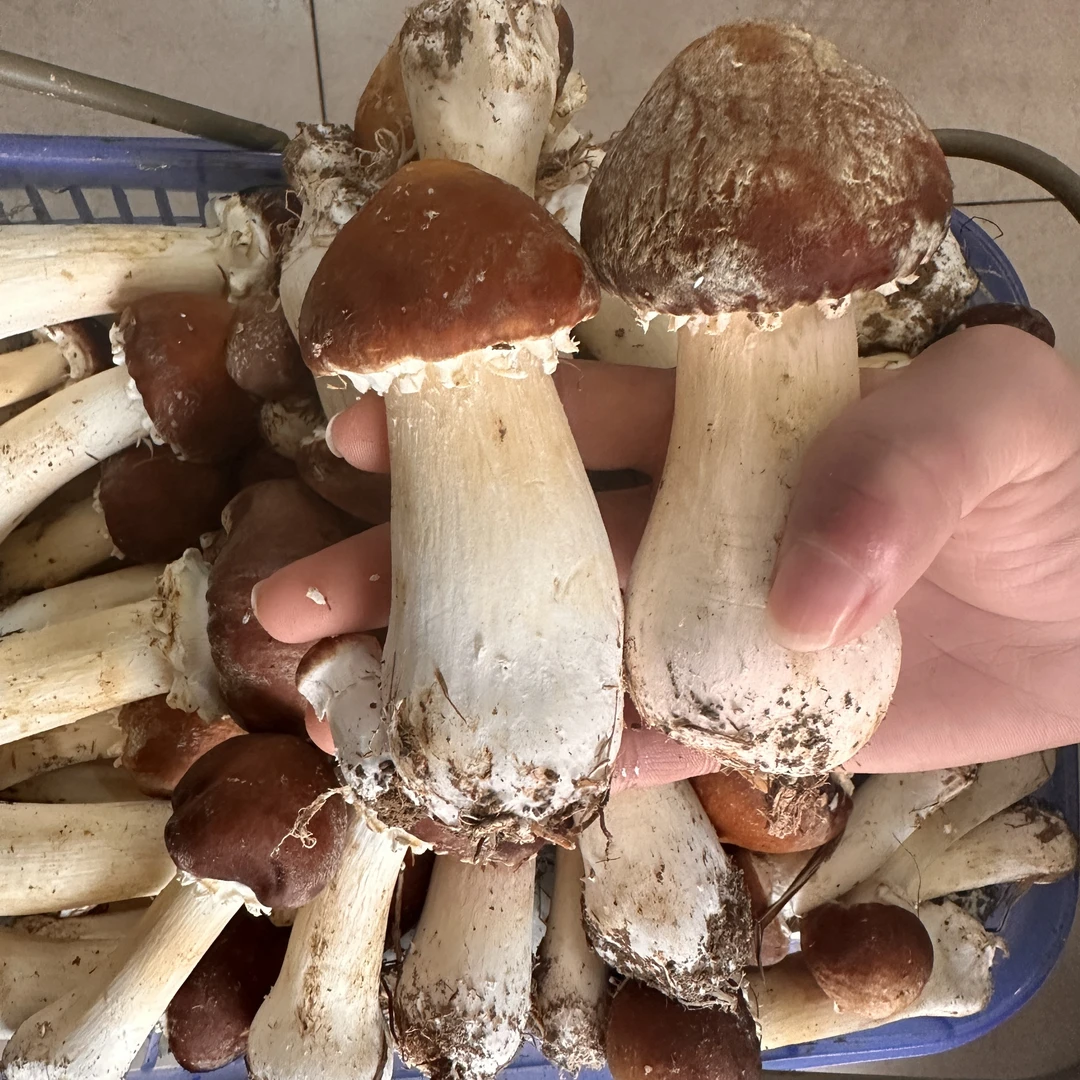 青原新鲜松茸菇1斤装