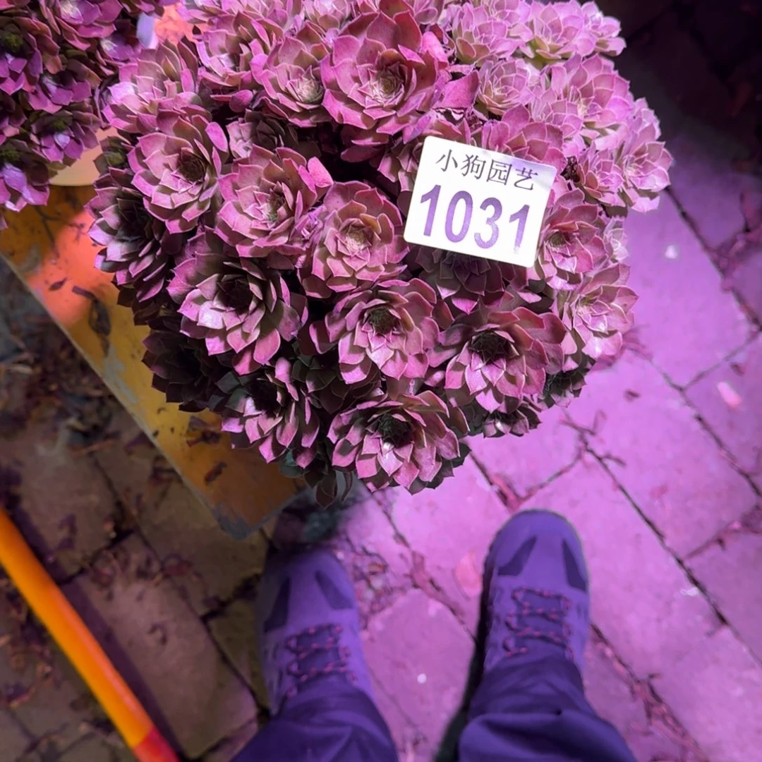 晚***。红魔多肉植物1031