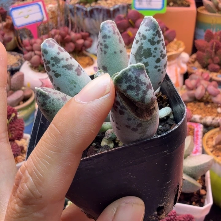 毛****帽一物一拍，感谢支持