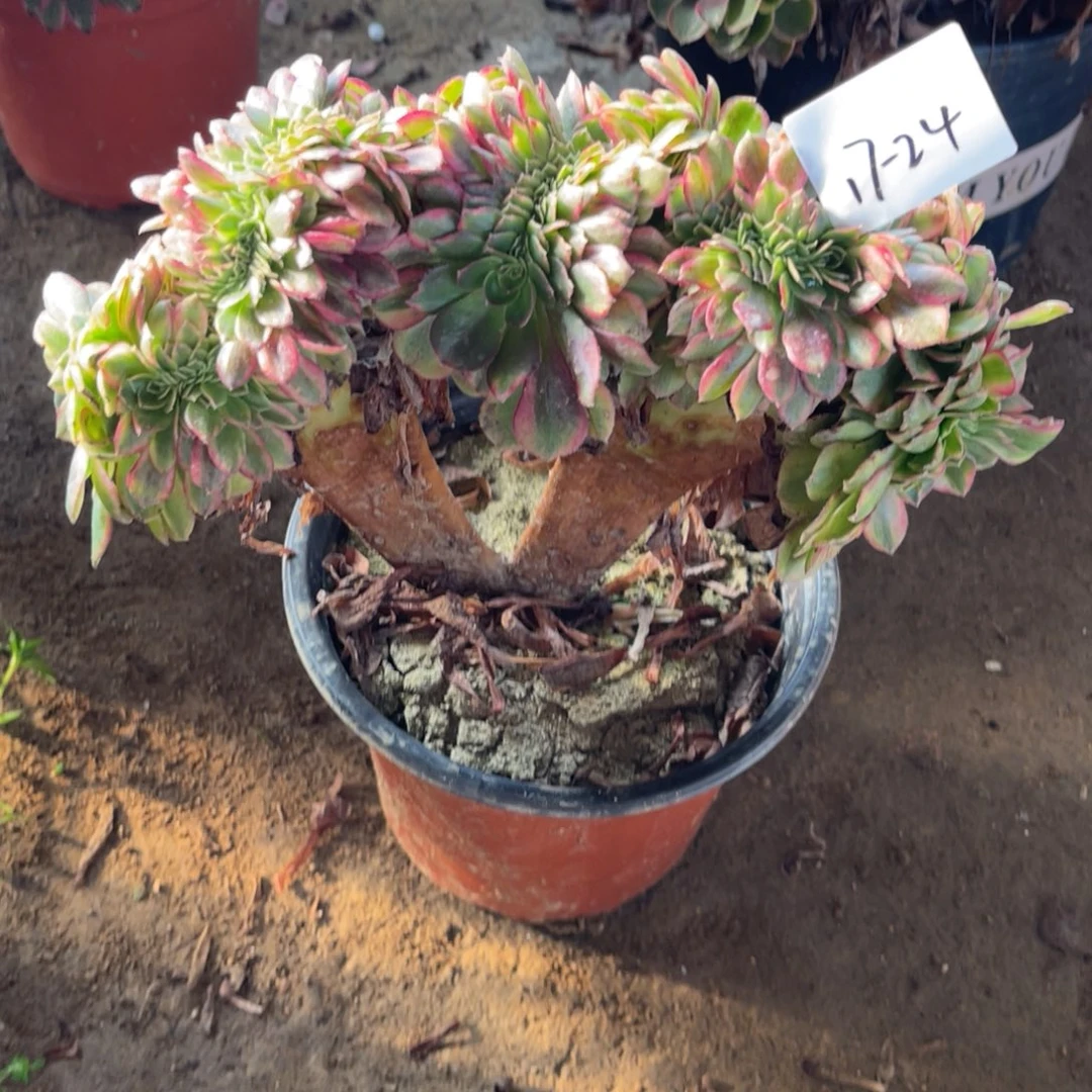 12-17-24雨荷缀化法师锦