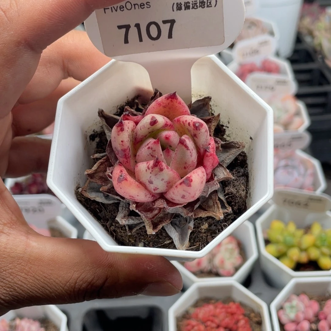 7107血罗4.0厘米