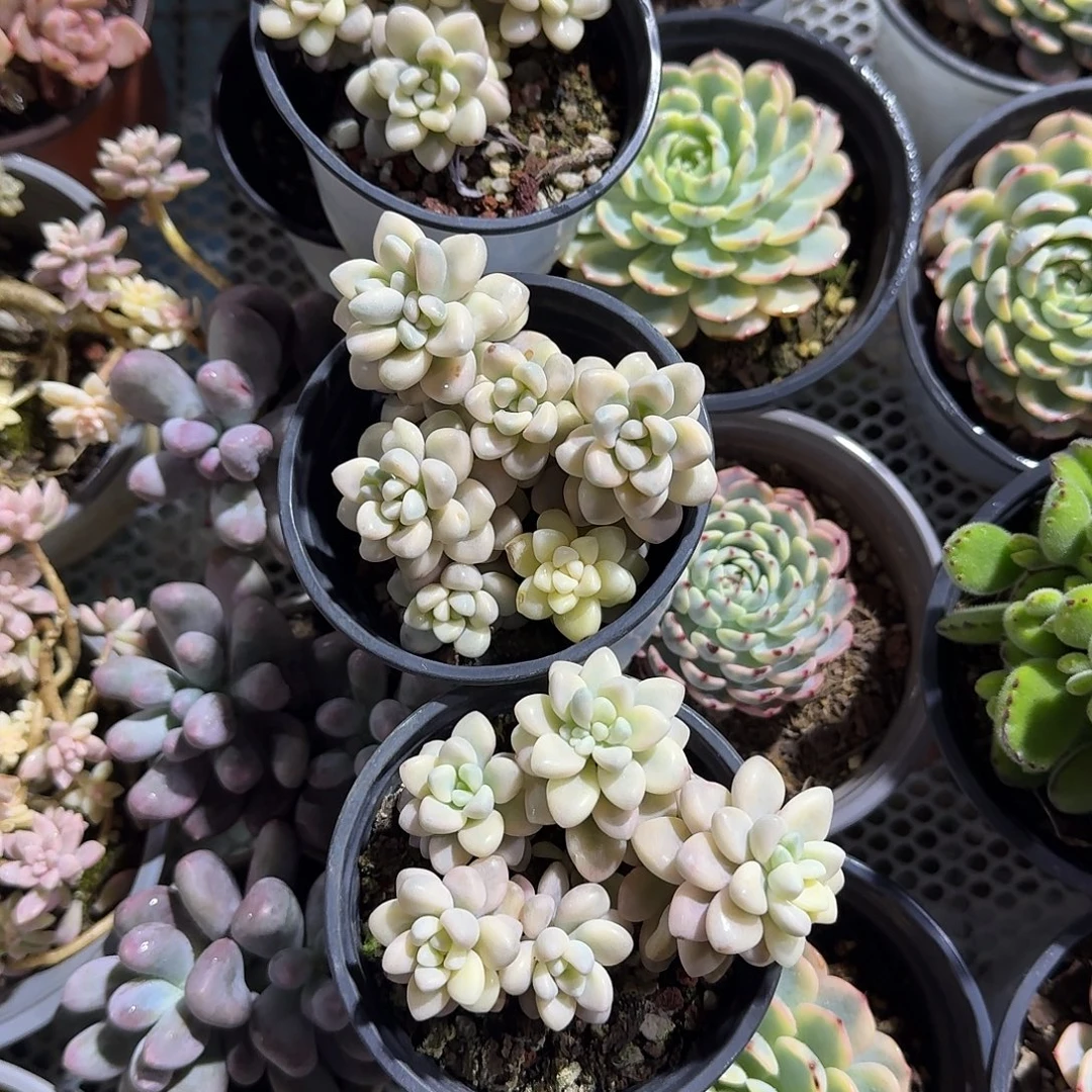 艾伦锦大号多肉植物