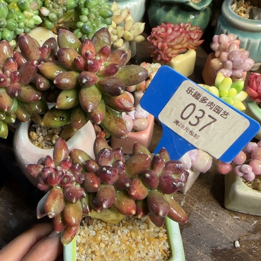 多肉植物星空美容绘画老庄