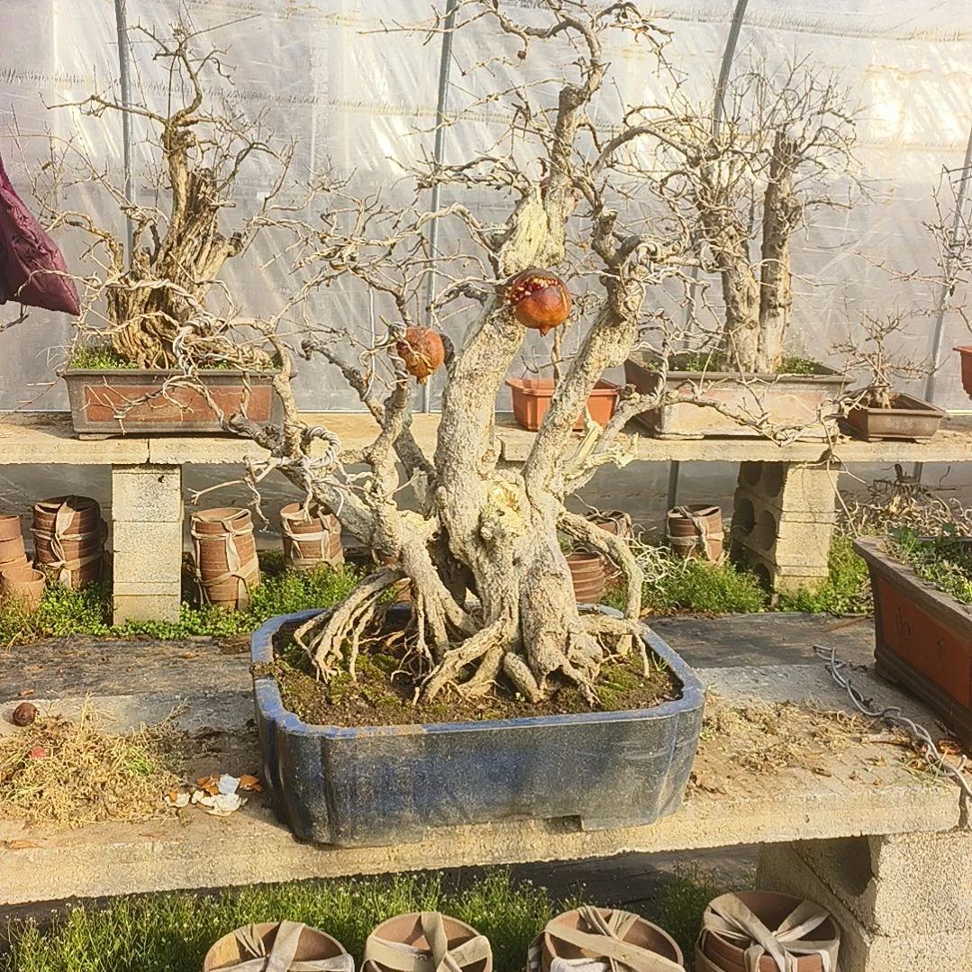 以实际为准高端精品山石榴盆景