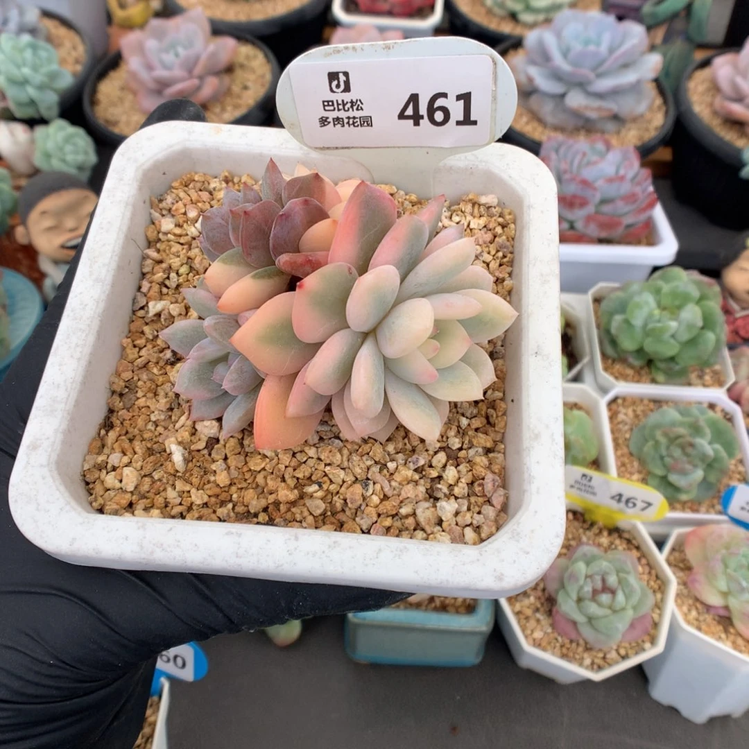 461 梦露锦多肉多肉