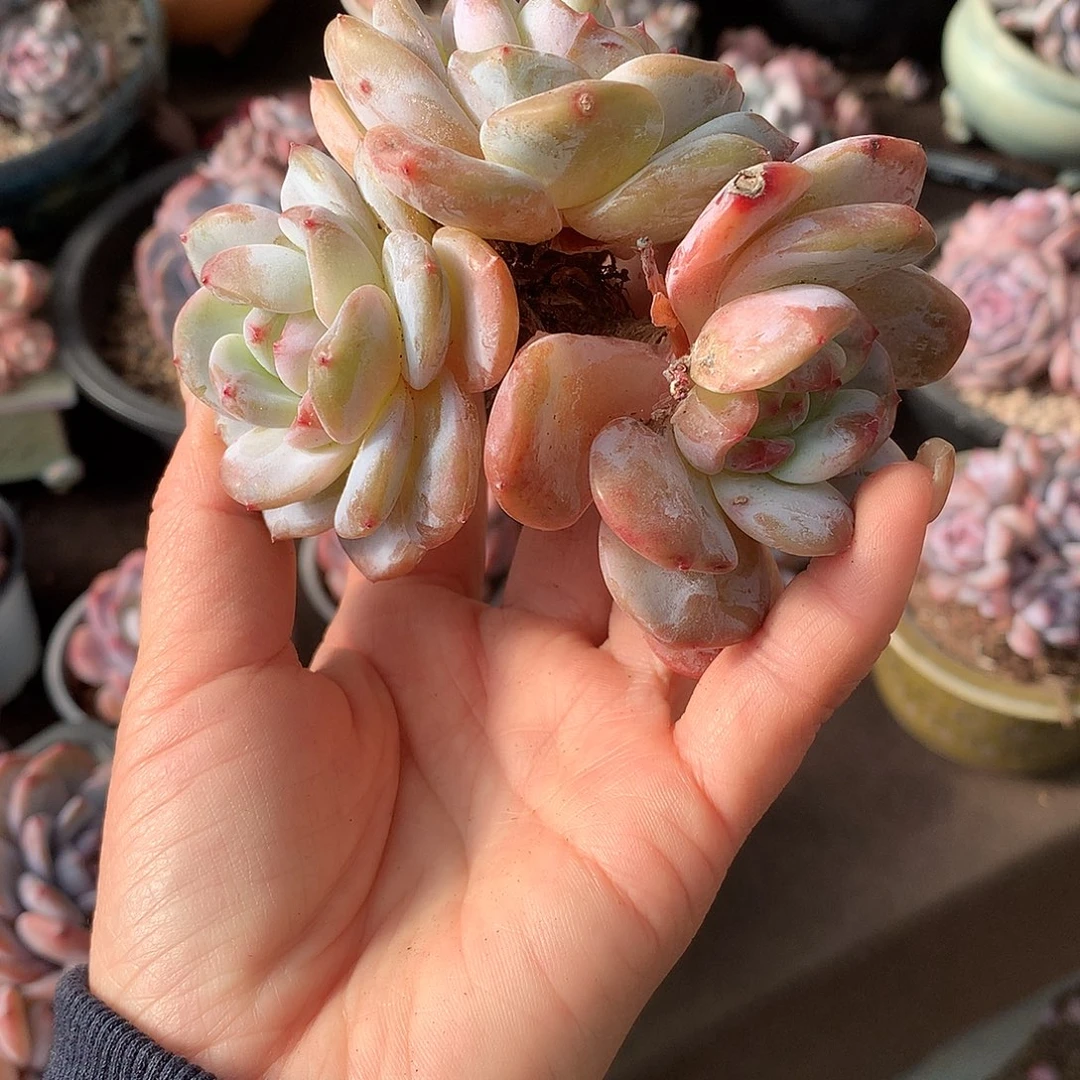 石榴籽冰玉哈哈哈哈哈哈哈哈