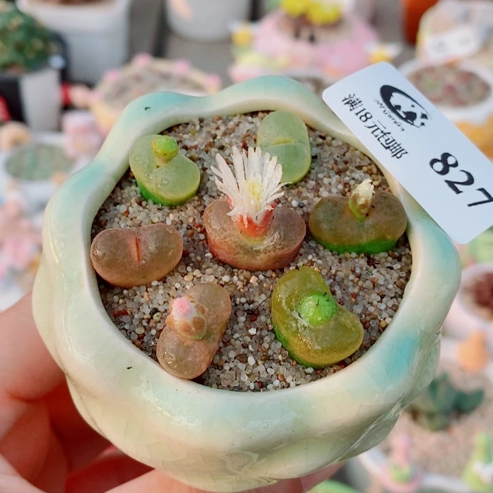 生石花花花花花827