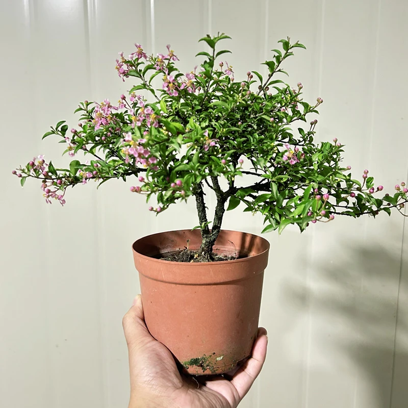 A【精品小老桩】李氏樱花盆景盆栽/喜光喜水/花期长花量大
