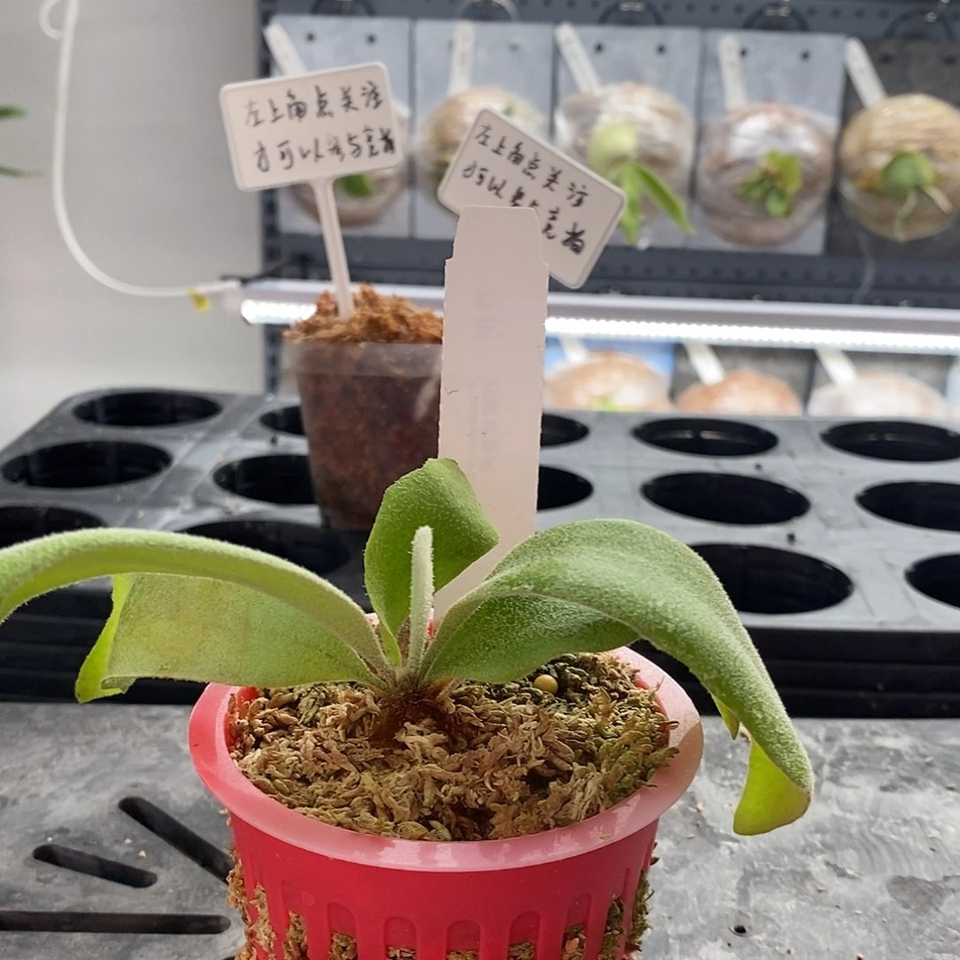无花朵柠檬鹿角蕨鹿角蕨
