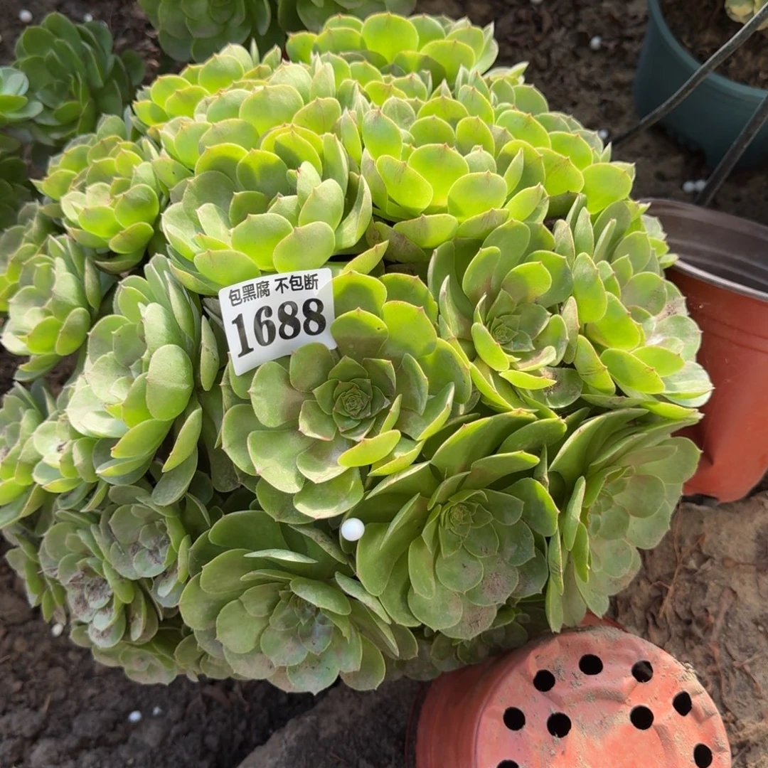 18-6法师万圣节1688