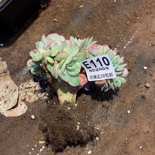 岚***美牡丹亭缀化110瑕疵不售后