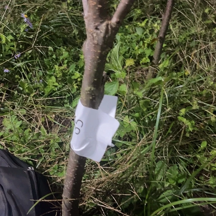 当前无花栽培后可以开花85