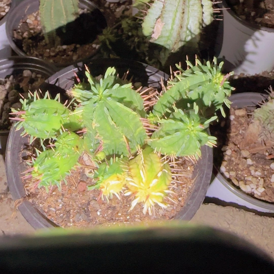 天***意块根植物块根植物