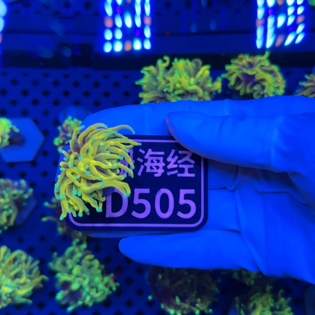深***华纽扣珊瑚又又不包邮印尼霓虹金D505