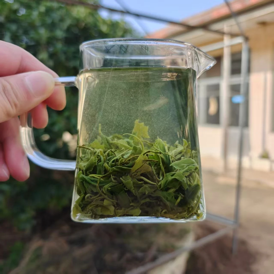 （自家茶园）【同道春】日照绿茶2025年10月封园浓香板栗鲜香