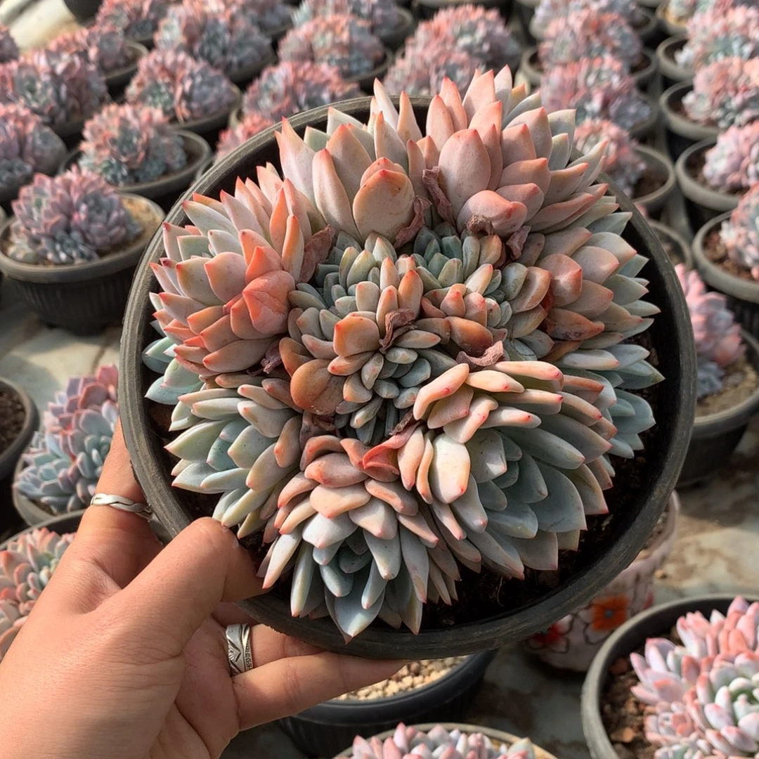 石榴籽趴地14头花花