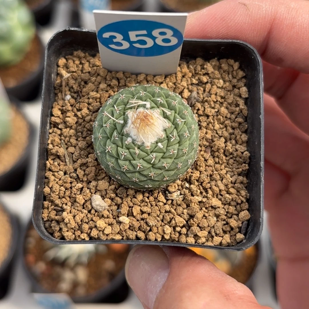 358实生菊水带盆带土