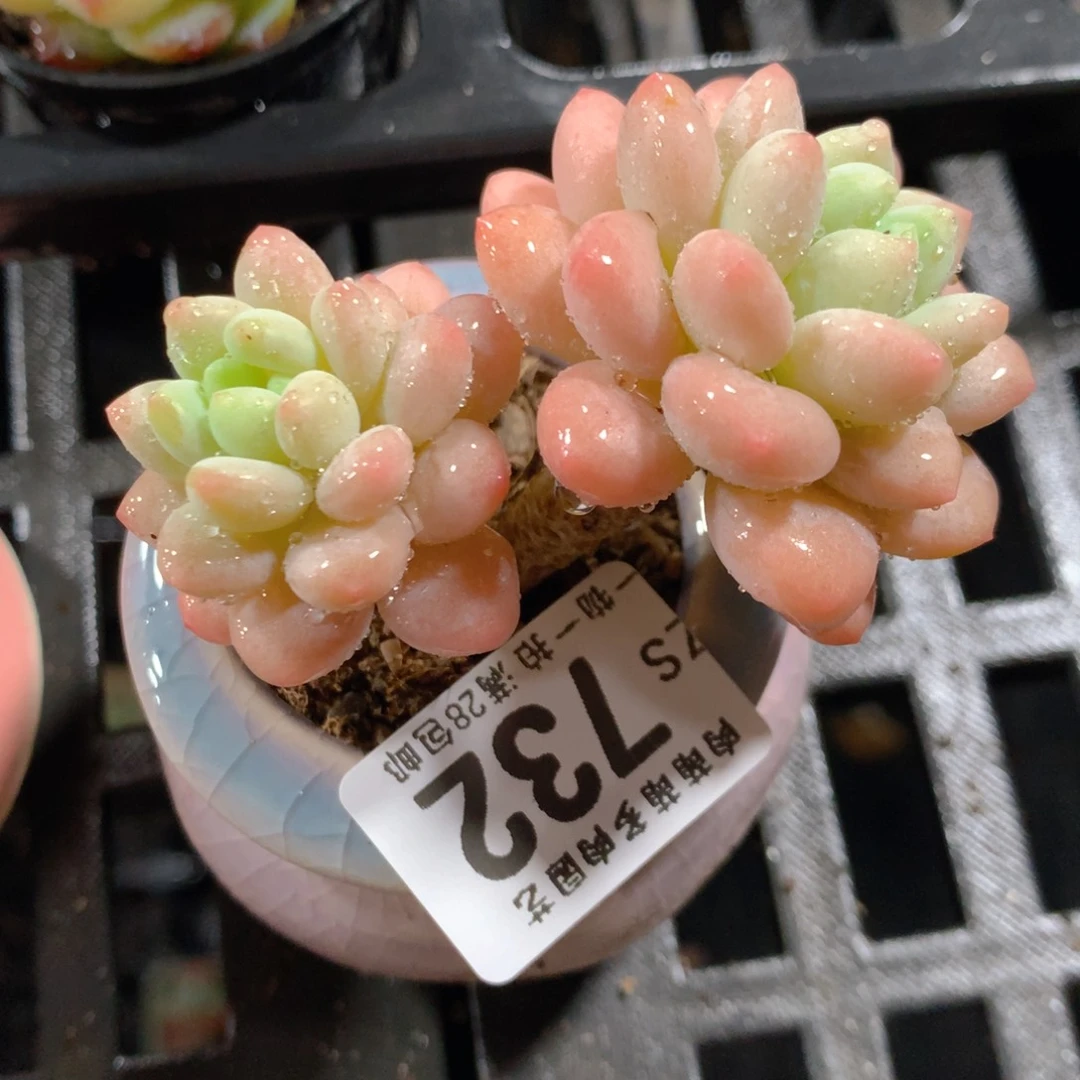5CM拇指盆精控多肉ZS732