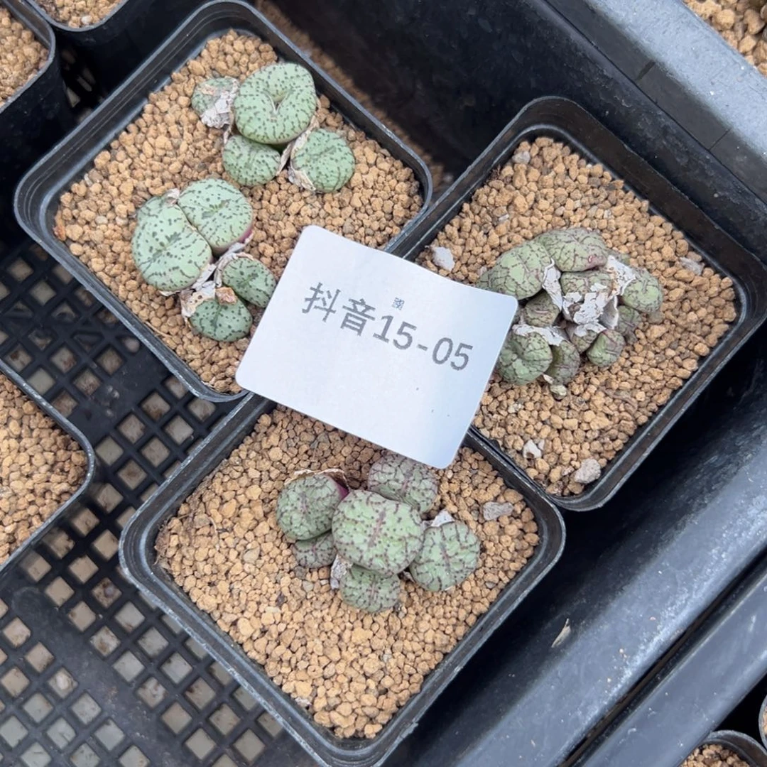 15-05肉锥多肉植物