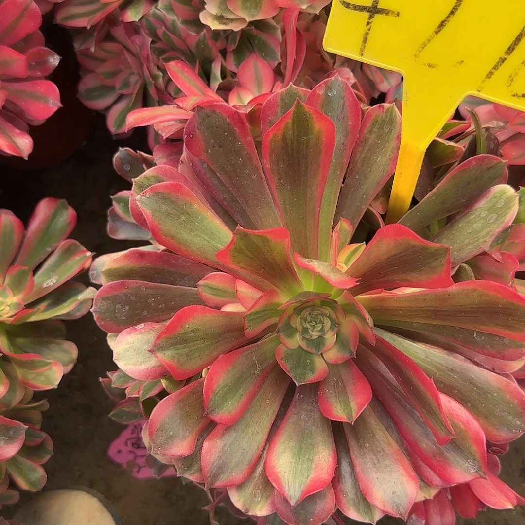 4278--桃夭多头多肉植物