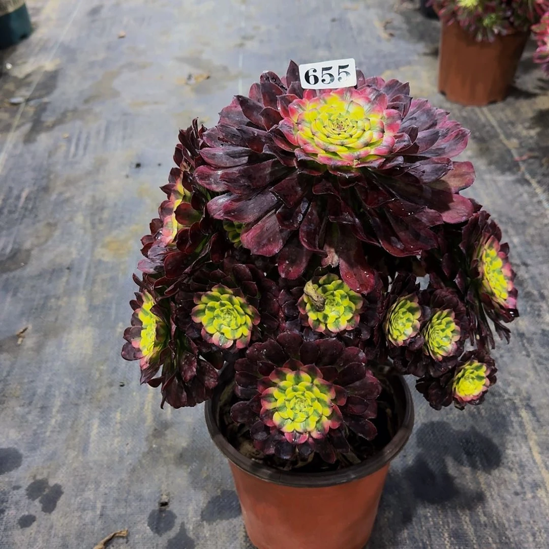 00000655舞天姬多肉法师