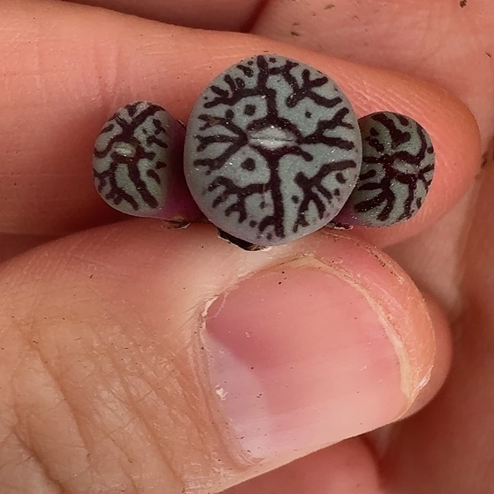 老马生石花墨3121