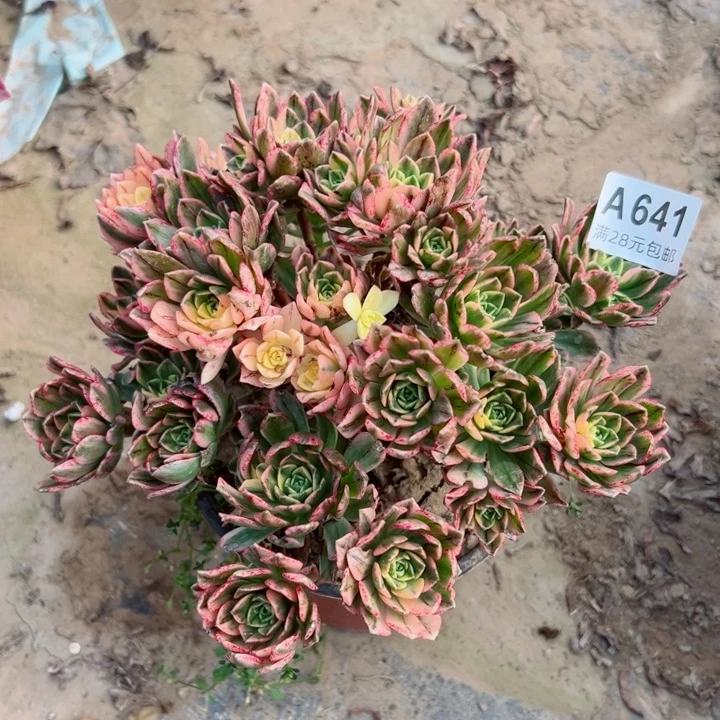 641甜茶多肉植物