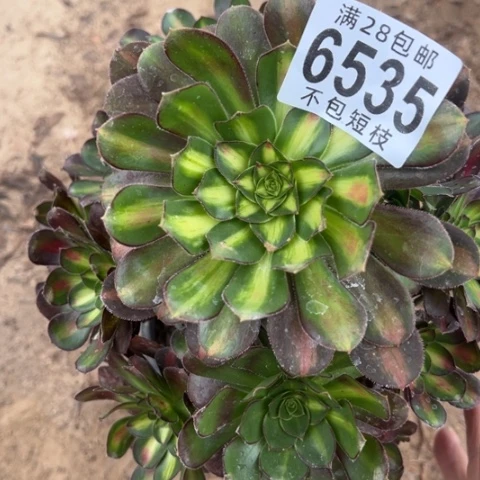 6535爱马仕中班多肉植物