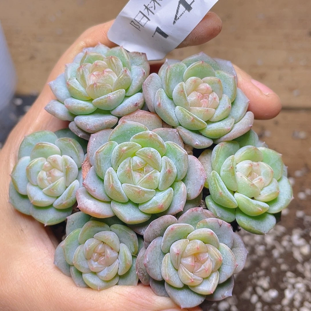 奶****多肉植物多肉植物149