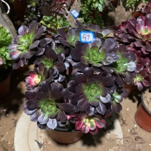 花蝴蝶捧花一物一拍