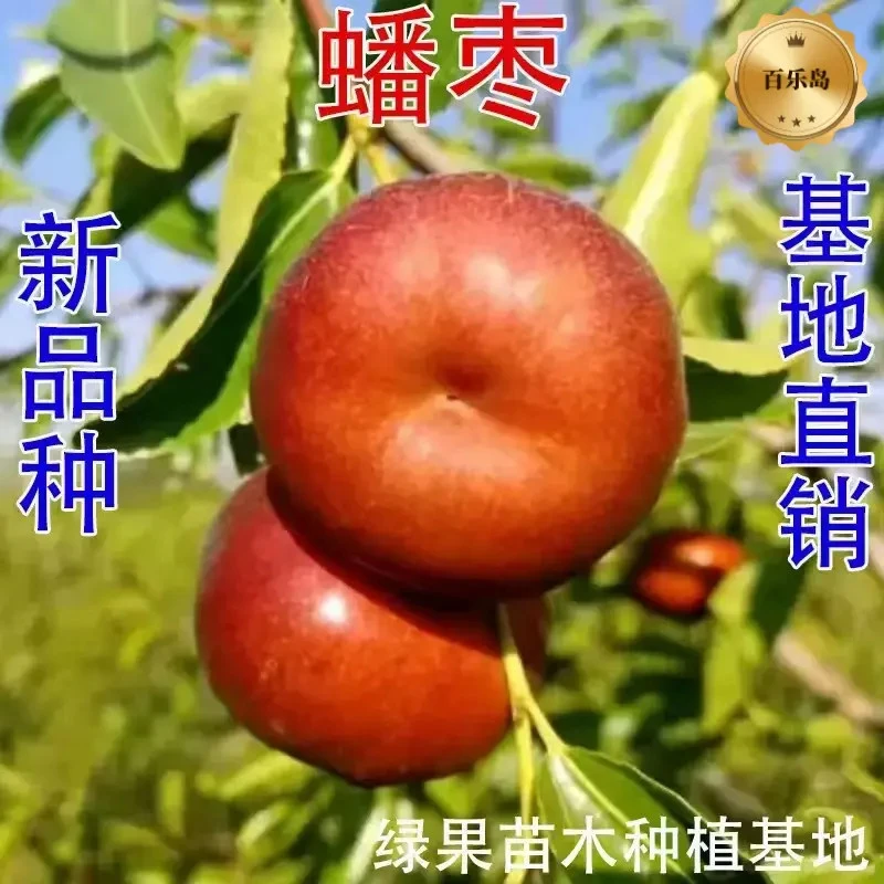 精品蟠枣种球耐寒早熟超甜脆枣南北方种植