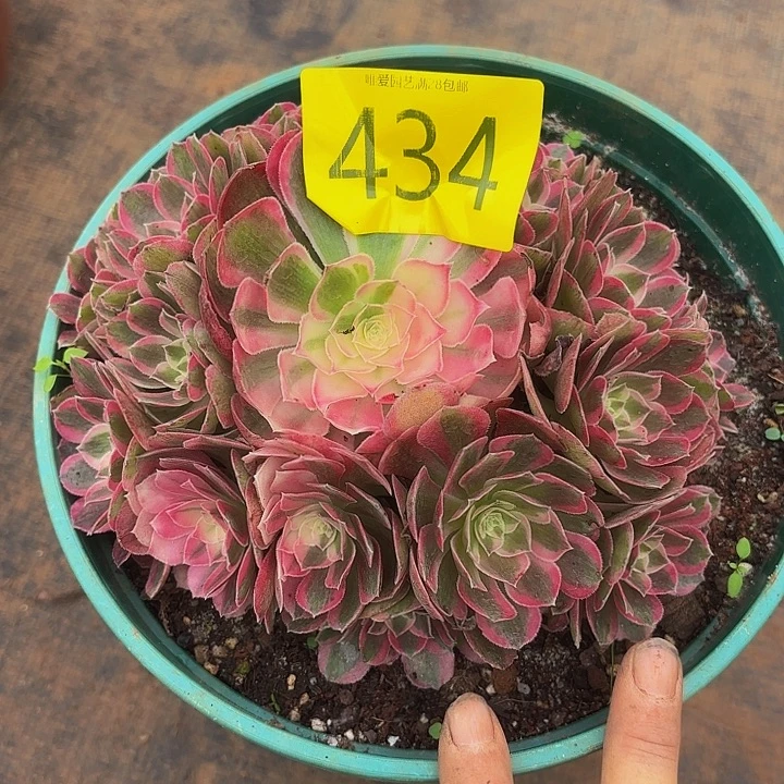 多肉植物福利434个
